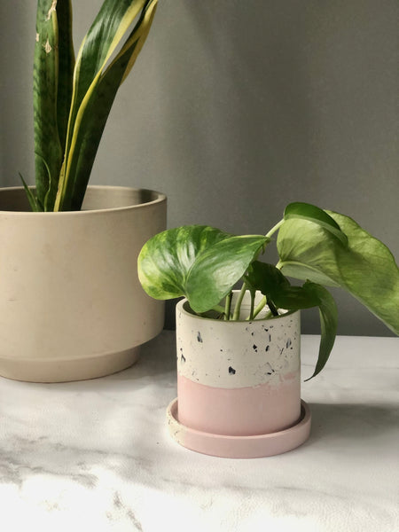 3" Blush & Terrazzo Jesmonite Plant Pot