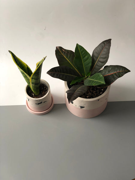 3" Blush & Terrazzo Jesmonite Plant Pot