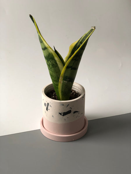 3" Blush & Terrazzo Jesmonite Plant Pot