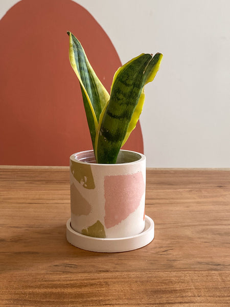 3” chunky terrazzo planter pot Terracotta / Sage