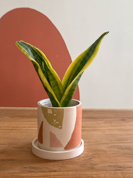 3” chunky terrazzo planter pot Terracotta / Sage