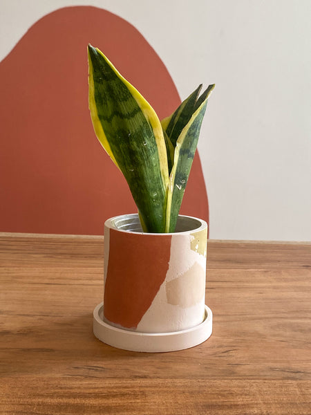 3” chunky terrazzo planter pot Terracotta / Sage