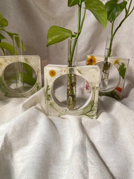 Daisy white propagation station